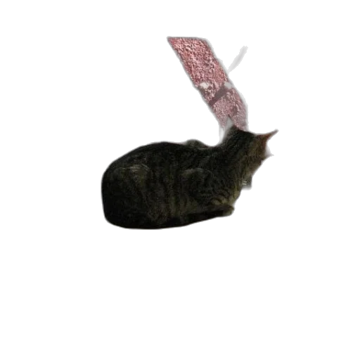 staff, hat, animal, crown transparent PNG cut-out