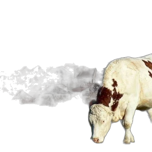 animal, photorealistic, concept art, cow transparent PNG cut-out