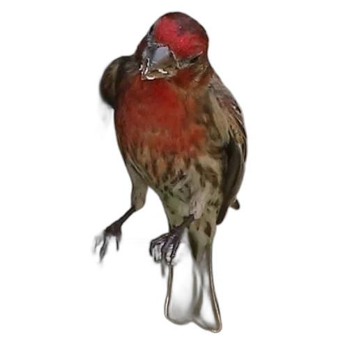 animal, creature, crown, staff transparent PNG cut-out