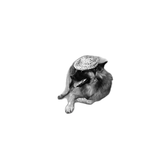 hat, animal, crown, creature transparent PNG cut-out