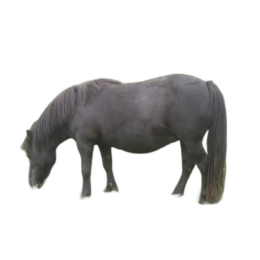 animal, creature, staff, hair transparent PNG cut-out