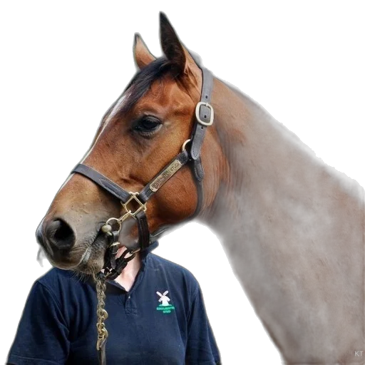 staff, animal, jewelry, hat transparent PNG cut-out