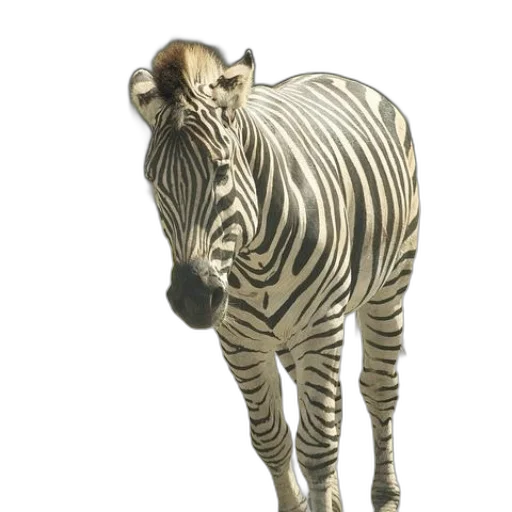animal, creature, staff, jewelry transparent PNG cut-out