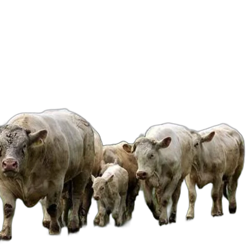 animal, photorealistic, concept art, 3d render transparent PNG cut-out