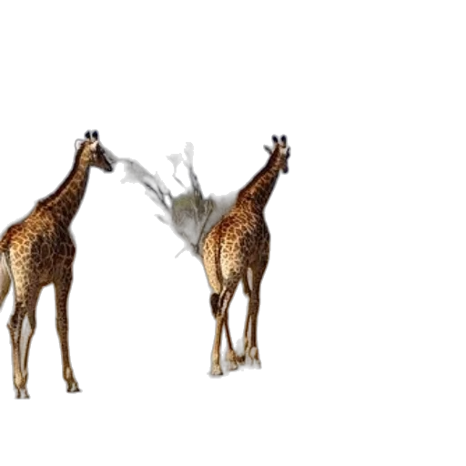 animal, creature, 3d render, concept art transparent PNG cut-out