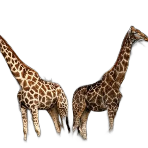 animal, creature, jewelry, 3d render transparent PNG cut-out