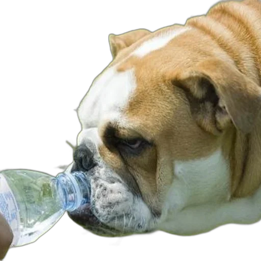 bottle, animal, food, photorealistic transparent PNG cut-out