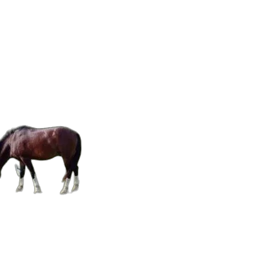 animal, creature, furniture, hat transparent PNG cut-out