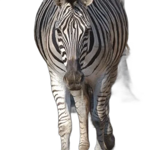 animal, creature, jewelry, mask transparent PNG cut-out
