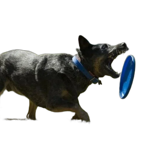 animal, creature, hat, weapon transparent PNG cut-out