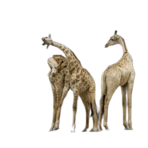animal, jewelry, creature, 3d render transparent PNG cut-out
