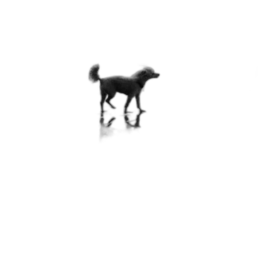 animal, creature, staff, dragon transparent PNG cut-out