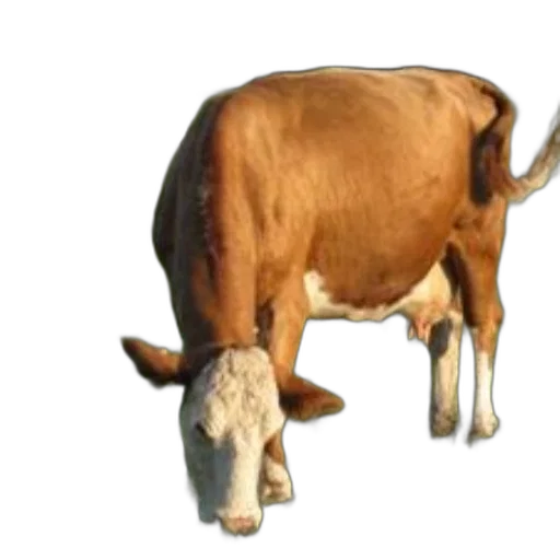animal, creature, food, staff transparent PNG cut-out