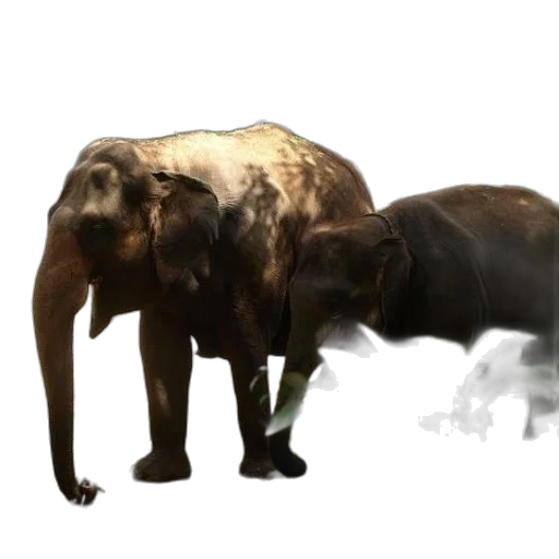 animal, creature, staff, concept art transparent PNG cut-out