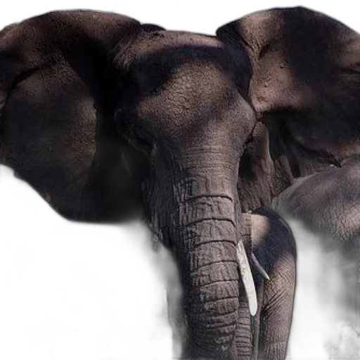 animal, creature, weapon, photorealistic transparent PNG cut-out