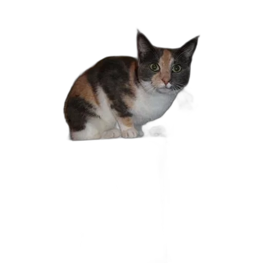 animal, creature, hat, staff transparent PNG cut-out