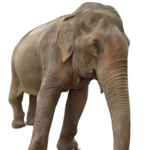 animal, creature, staff, photorealistic transparent PNG cut-out