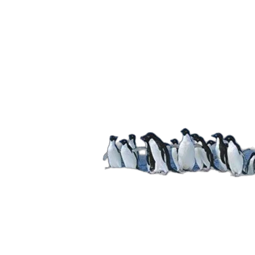 animal, shoes, staff, weapon transparent PNG cut-out