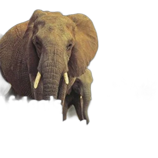 animal, creature, mask, face transparent PNG cut-out