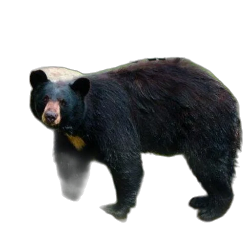 animal, creature, staff, weapon transparent PNG cut-out