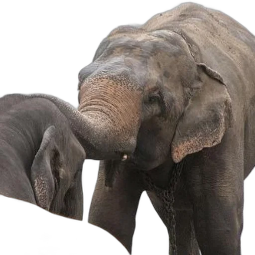 animal, photorealistic, elephants, river transparent PNG cut-out