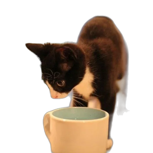 staff, food, animal, creature transparent PNG cut-out