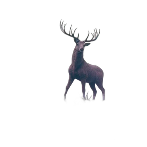 animal, crown, creature, hat transparent PNG cut-out