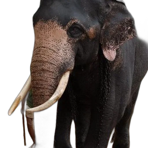 animal, mask, creature, staff transparent PNG cut-out