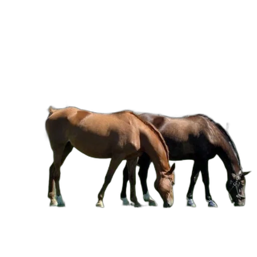 animal, creature, staff, furniture transparent PNG cut-out