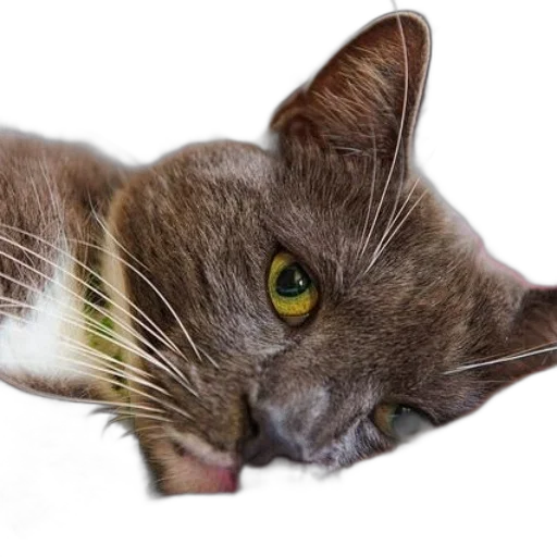 animal, creature, staff, face transparent PNG cut-out