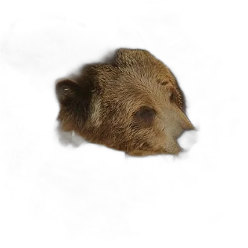 animal, face, creature, hair transparent PNG cut-out