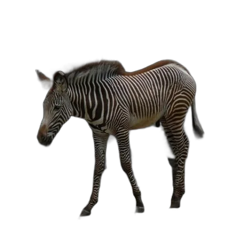 animal, creature, staff, furniture transparent PNG cut-out