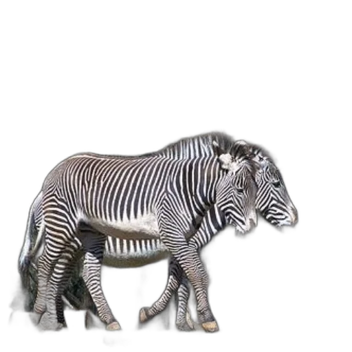 animal, creature, robot, jewelry transparent PNG cut-out