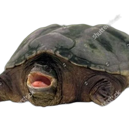 animal, creature, face, mask transparent PNG cut-out