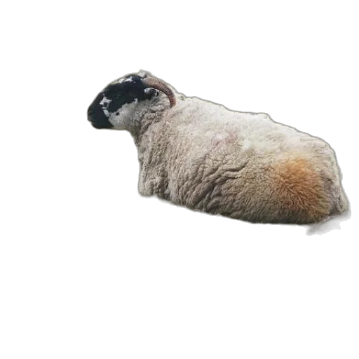 animal, creature, hair, food transparent PNG cut-out