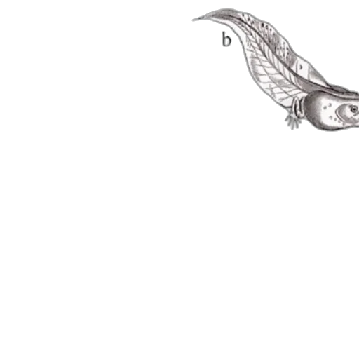 dragon, staff, concept art, pencil sketch transparent PNG cut-out