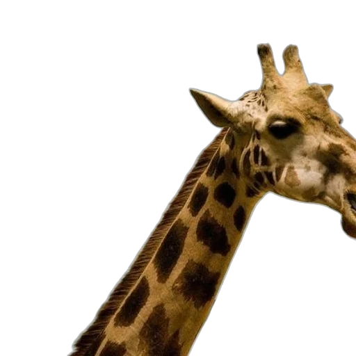 animal, creature, staff, face transparent PNG cut-out