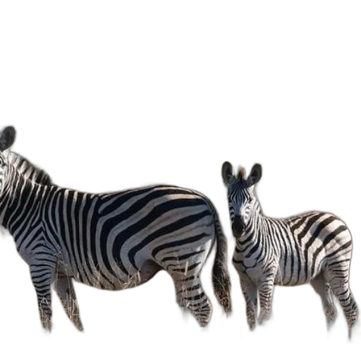 animal, creature, 3d render, concept art transparent PNG cut-out