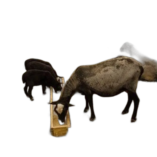 animal, furniture, weapon, staff transparent PNG cut-out