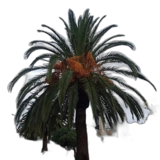 tree, umbrella, hat, hair transparent PNG cut-out