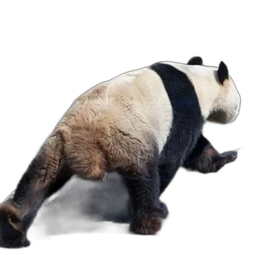 animal, creature, staff, food transparent PNG cut-out