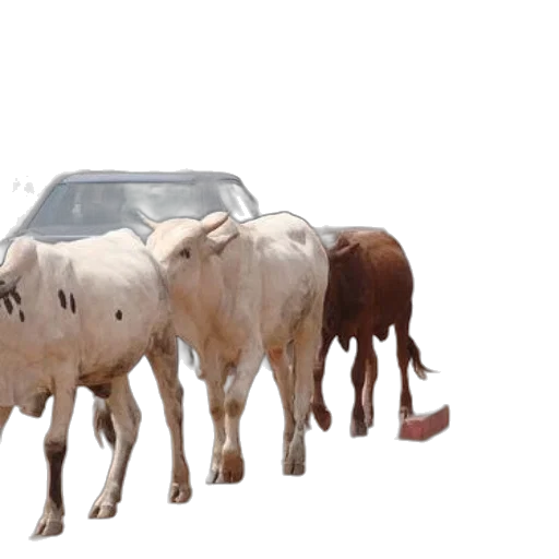 car, animal, food, 3d render transparent PNG cut-out