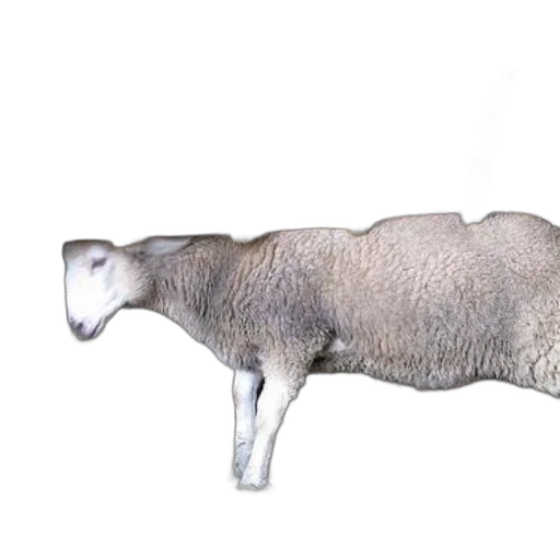 animal, creature, food, staff transparent PNG cut-out