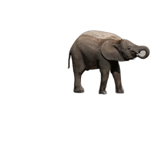 animal, creature, hat, car transparent PNG cut-out