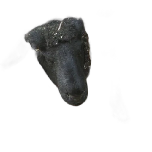 mask, jewelry, staff, face transparent PNG cut-out