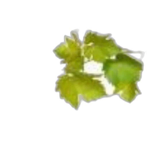 flower, crown, food, jewelry transparent PNG cut-out