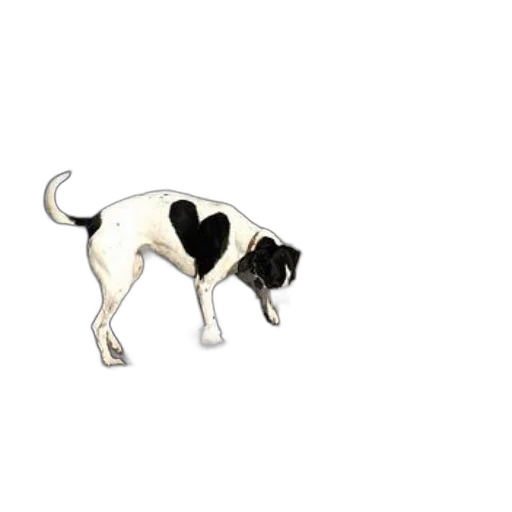 animal, staff, creature, jewelry transparent PNG cut-out