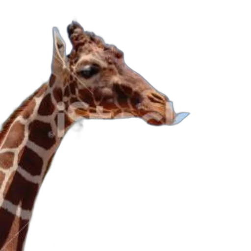 animal, creature, staff, hat transparent PNG cut-out