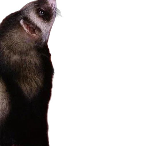 animal, creature, face, staff transparent PNG cut-out