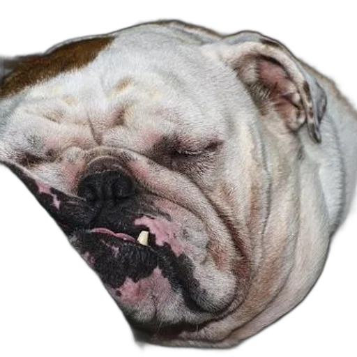 face, jewelry, animal, staff transparent PNG cut-out